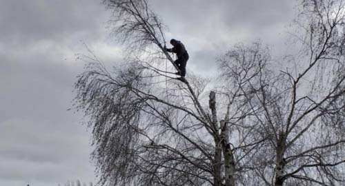 Des arboristes 77