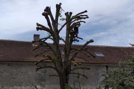 Etêtage d’arbre 77