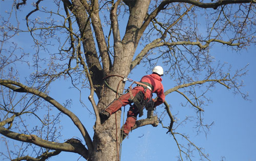 Des élagueurs professionnels au service de Melun 77