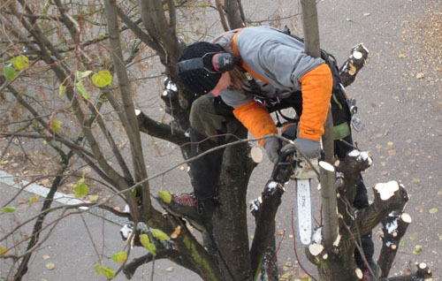 Une équipe d’experts pour vos travaux d’élagage 77