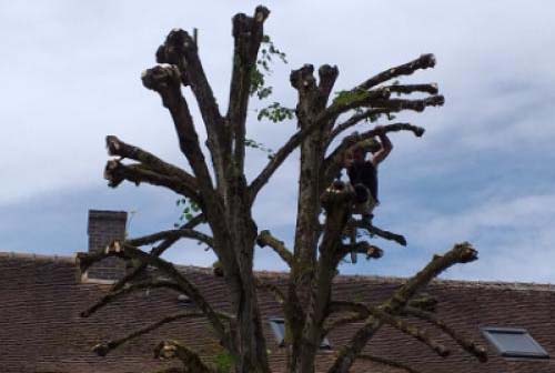 Qu’est-ce que l’étêtage d’arbre en IDF ?