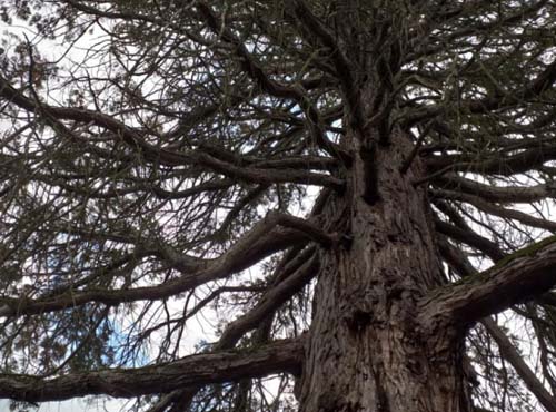 Des travaux d’abattage d’arbre